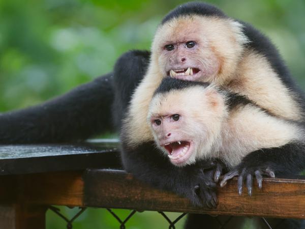 <h3><a href="/trips/costa-rica/biota/animalia/chordata/mammalia/primates/cebidae/cebus imitator/cebus imitator-nl.html">Cebus&nbsp;imitator</a> / Panamanian&nbsp;white‑faced&nbsp;capuchin / Panamese&nbsp;witschouderkapucijnaap</h3>OM-1 Mark II met OLYMPUS M.150-400mm F4.5 TC, 1/200 sec  bij F5.6, ISO 10000, afstand 10.8&nbsp;m